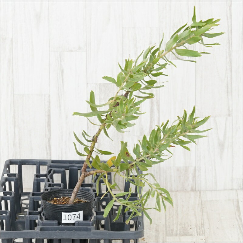 《現物・花芽付き》リューコスペルマム　スカーレットリボン　No.1074　4号