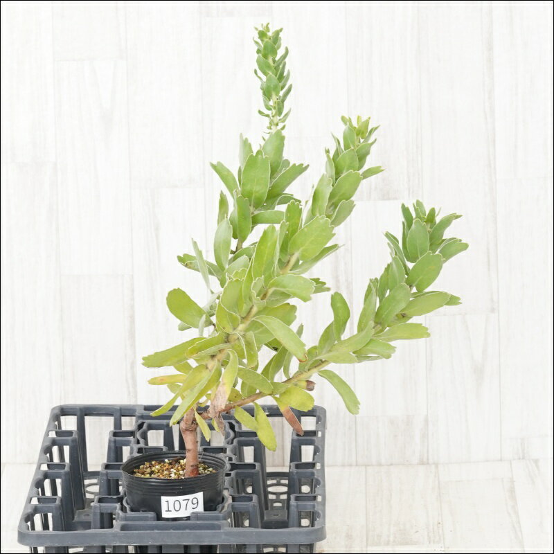 《現物》リューコスペルマム　ハイゴールド　No.1079　4号