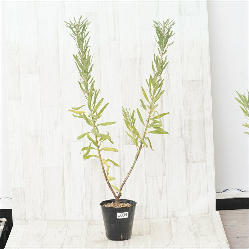 《現物・花芽付き》リューコスペルマム　ブランディー　No.1094　5号