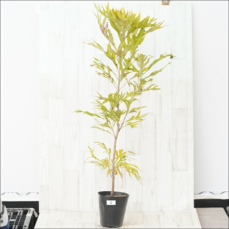 《現物》グレビレア　バイレイアナ　No.4　6号