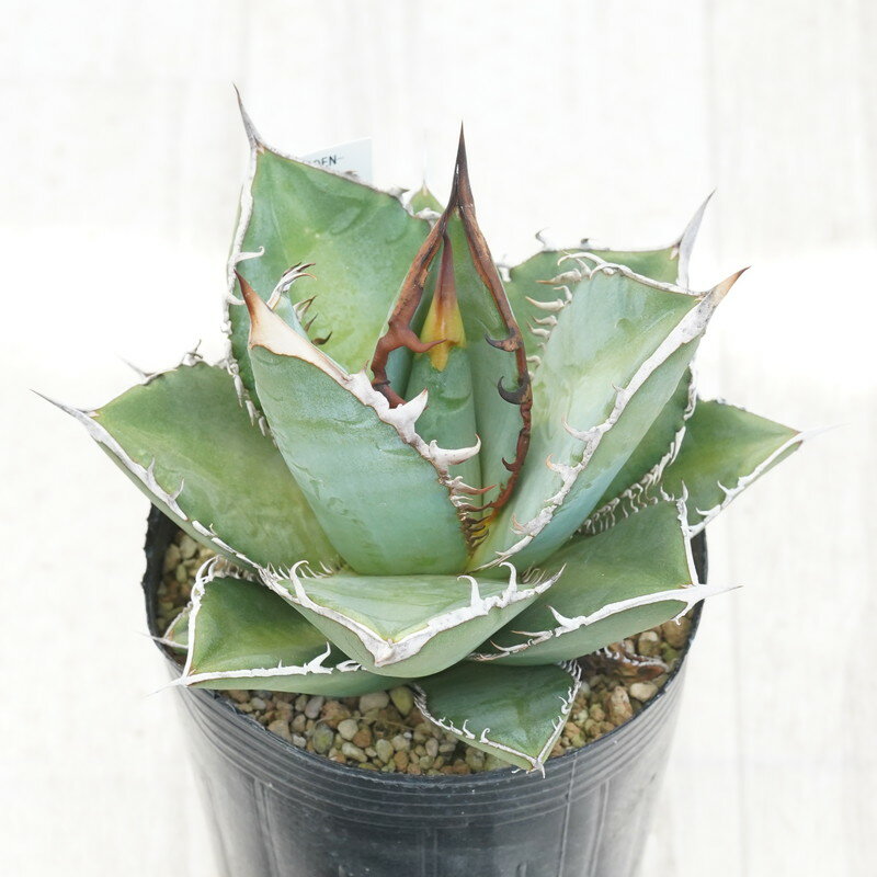 楽天市場】オテロイの通販