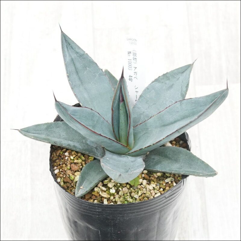 《現物》アガベ　シャークスキン　特選株　No.10003　4号