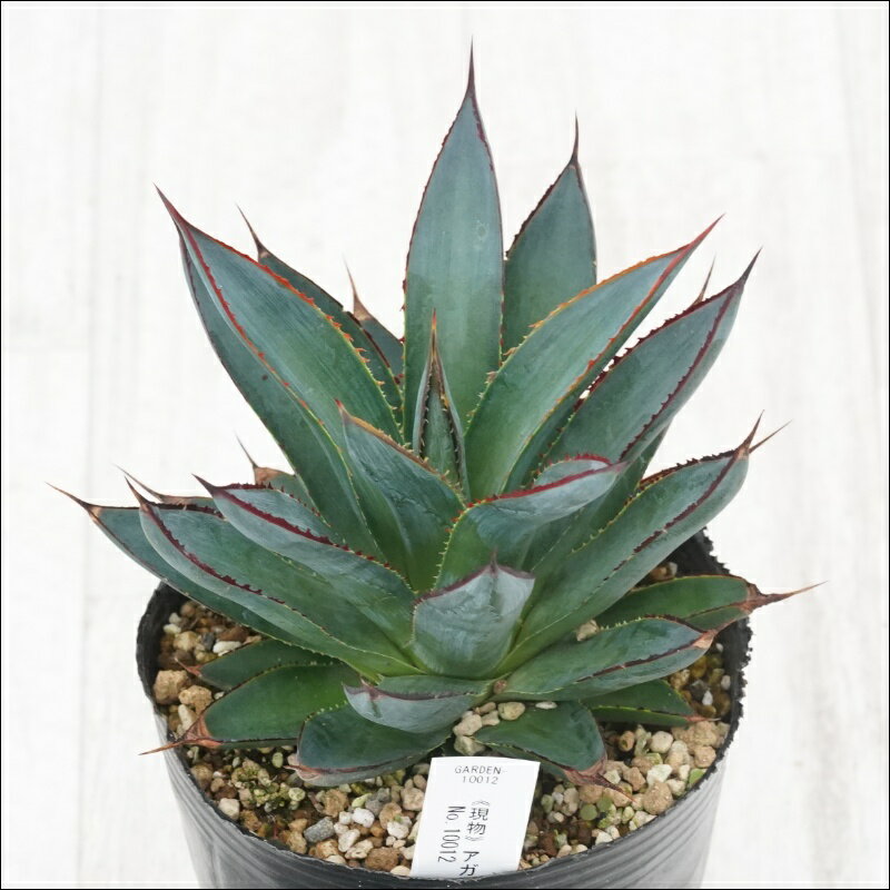 《現物》アガベ　ブルーグロー　特選株　No.10012　4号