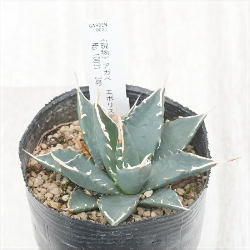 《現物》アガベ　エボリスピナ　幅広葉　ホワイトスパイン　特選株　No.10031　3号