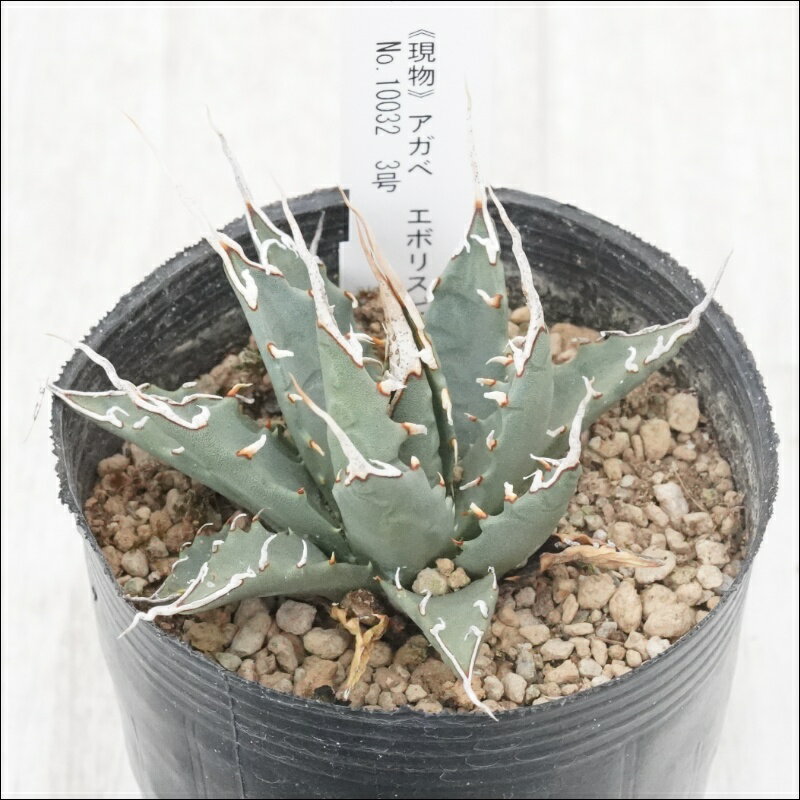 《現物》アガベ　エボリスピナ　陽炎　ホワイトスパイン　特選株　No.10032　3号