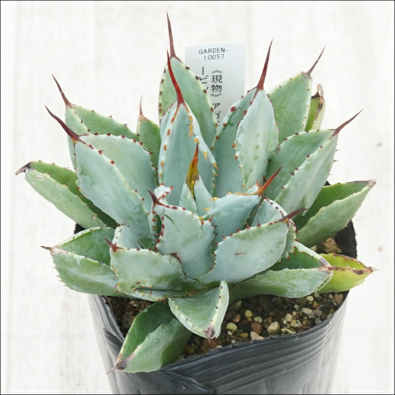 《現物》アガベ　ポタトラム　キュービック　特選株　No.10057　3号