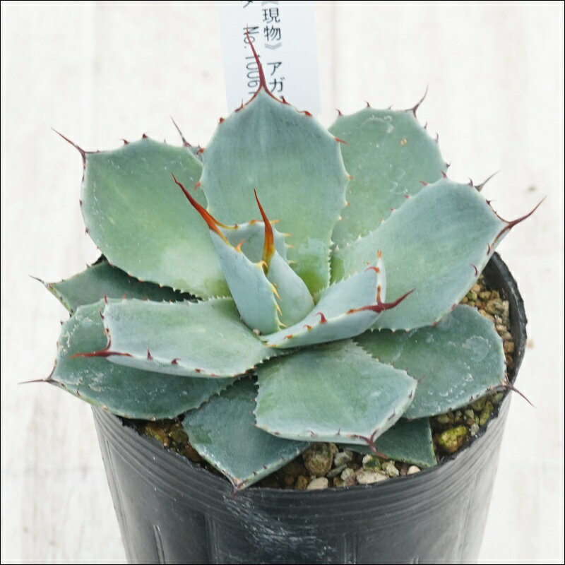 《現物》アガベ　パリートルンカータ　メリクロン株　カラフルスパイン　特選株　No.10061　3号