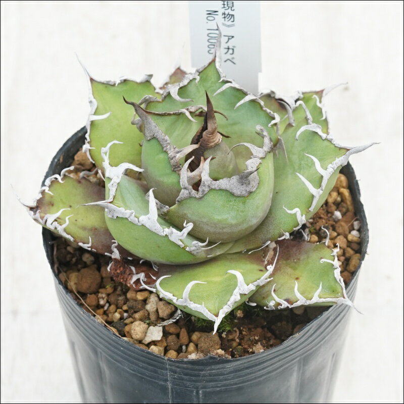 《現物》アガベ　チタノタ　シーザー　アンティーク　特選株　No.10063　3号
