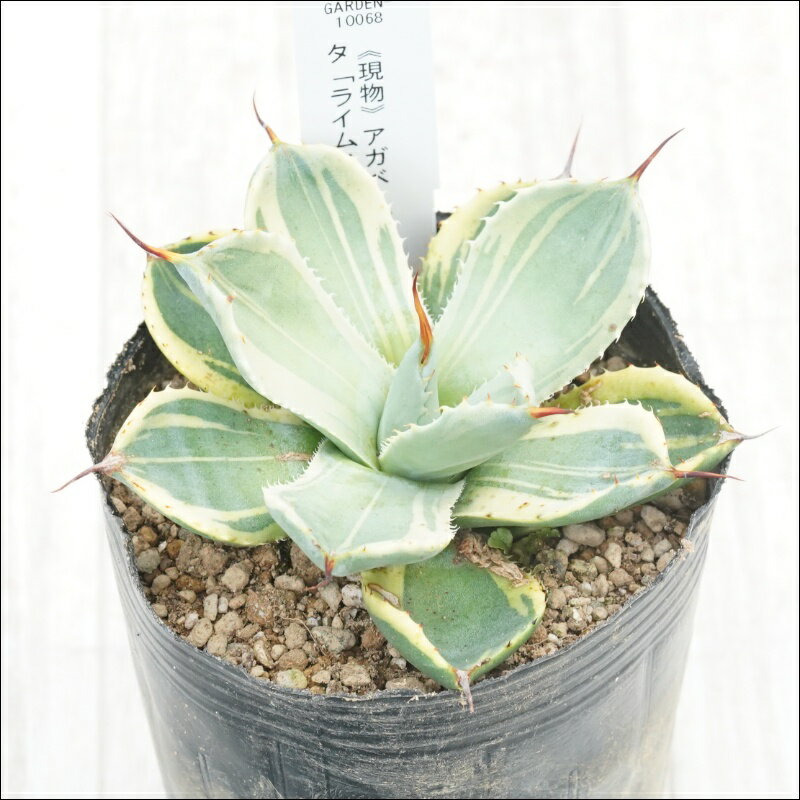 《現物》アガベ　パリートルンカータ「ライムストリーク」　特選株　No.10068　3号
