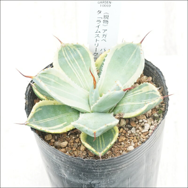 《現物》アガベ　パリートルンカータ「ライムストリーク」　特選株　No.10069　3号
