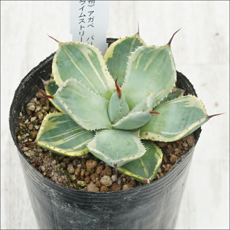 《現物》アガベ　パリートルンカータ「ライムストリーク」　特選株　No.10072　3号
