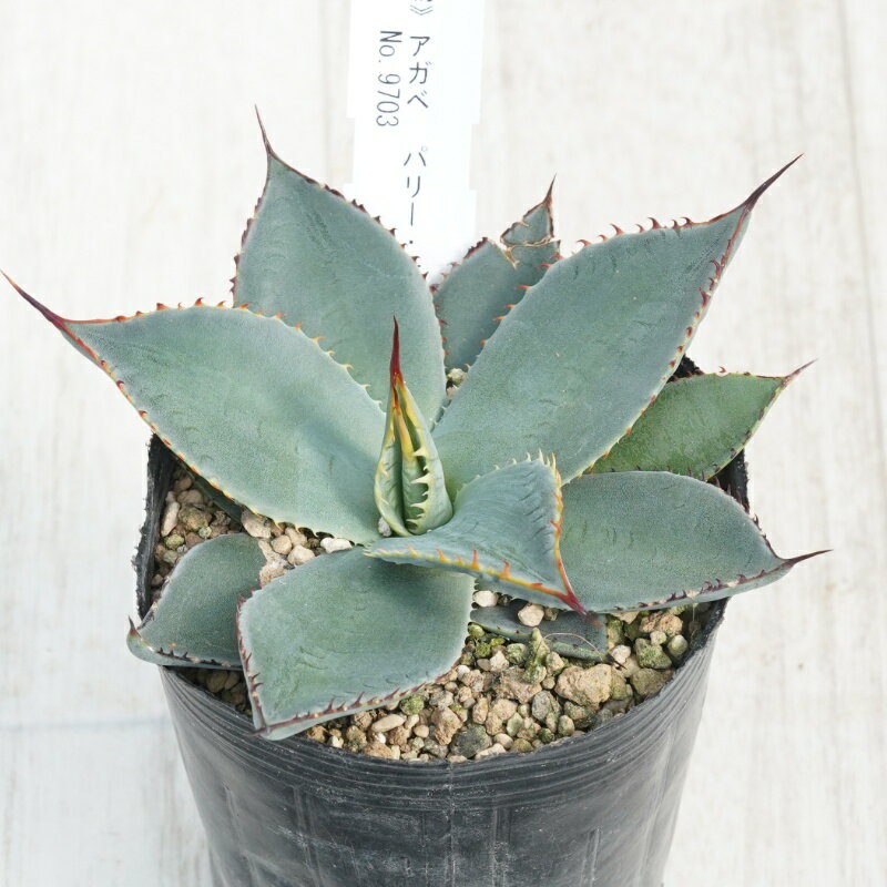 《現物》アガベ　パリー・ホーチエンシス　カラフルスパイン　ノコギリ棘　No.9703　3号