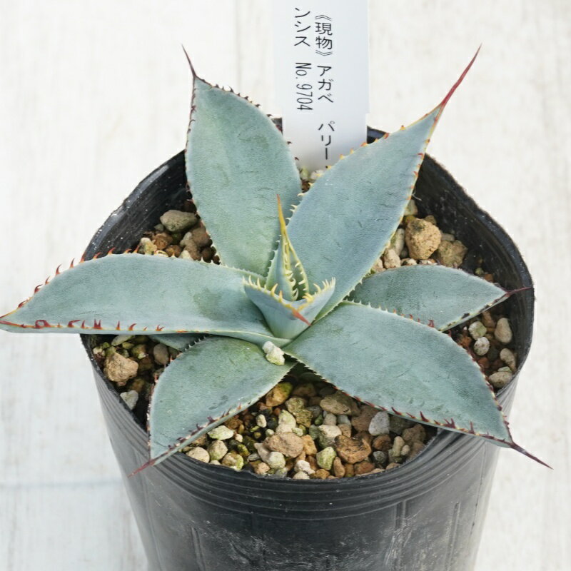《現物》アガベ　パリー・ホーチエンシス　カラフルスパイン　ノコギリ棘　No.9704　3号