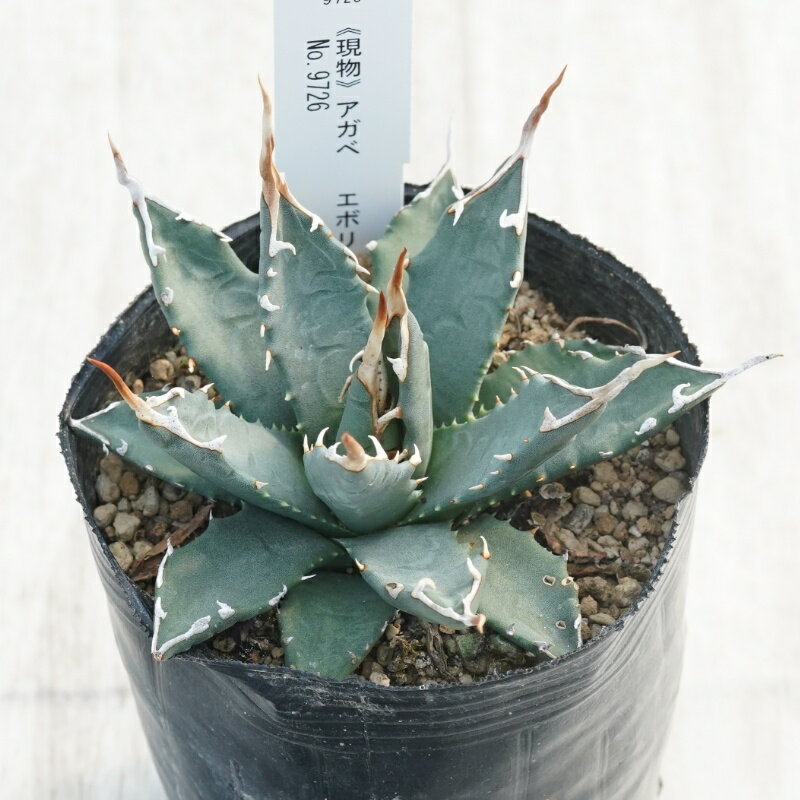 《現物》アガベ 　エボリスピナ　アイボリーグラデーションスパイン　特選株　No.9726　3号