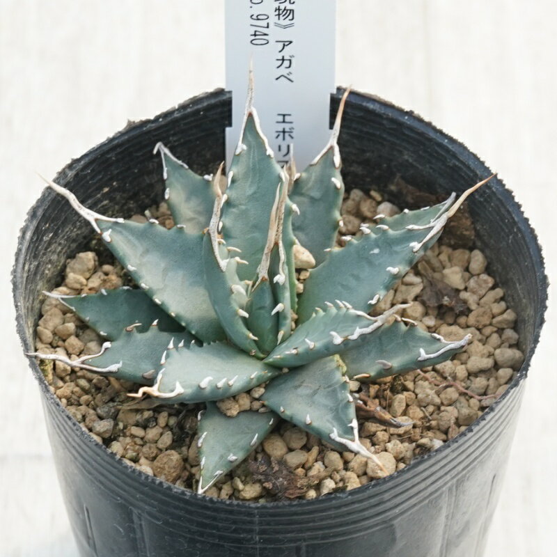 《現物》アガベ 　エボリスピナ　コンパクト　ホワイトスパイン　特選株　No.9740　3号
