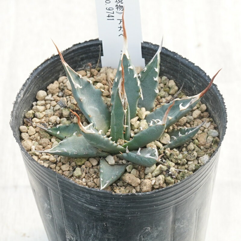 《現物》アガベ 　エボリスピナ　コンパクト　ブラウン＆ホワイトスパイン　　No.9741　3号