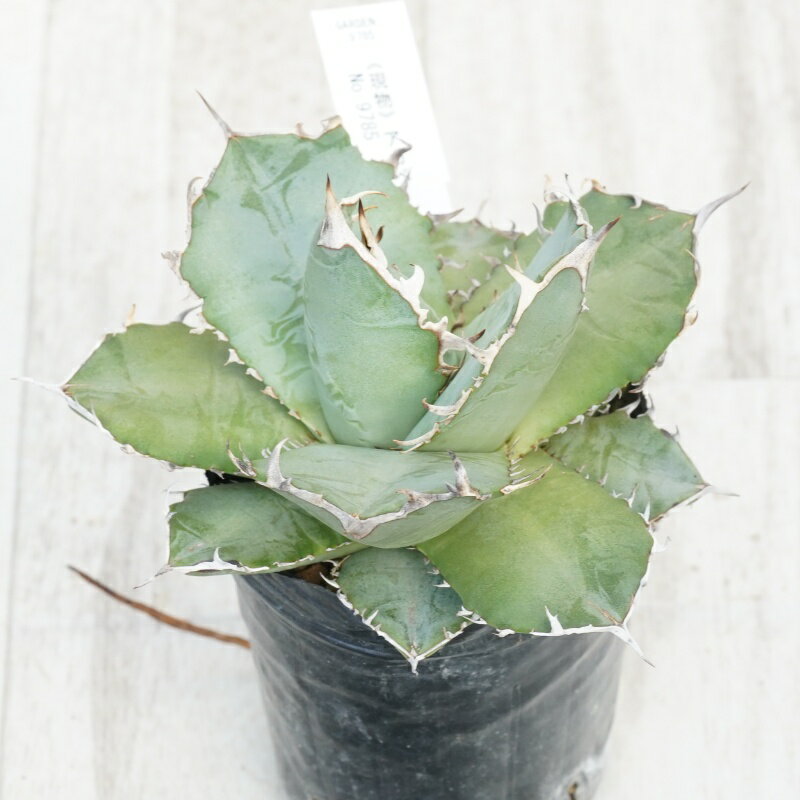 《現物》アガベ 　オテロイ　ショートスパイン　特選株　No.9785　3号