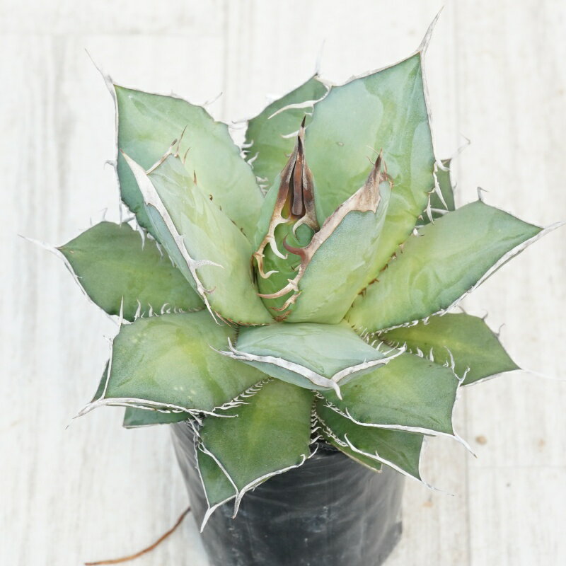 《現物》アガベ 　オテロイ　大ノギ　特選株　No.9796　3号