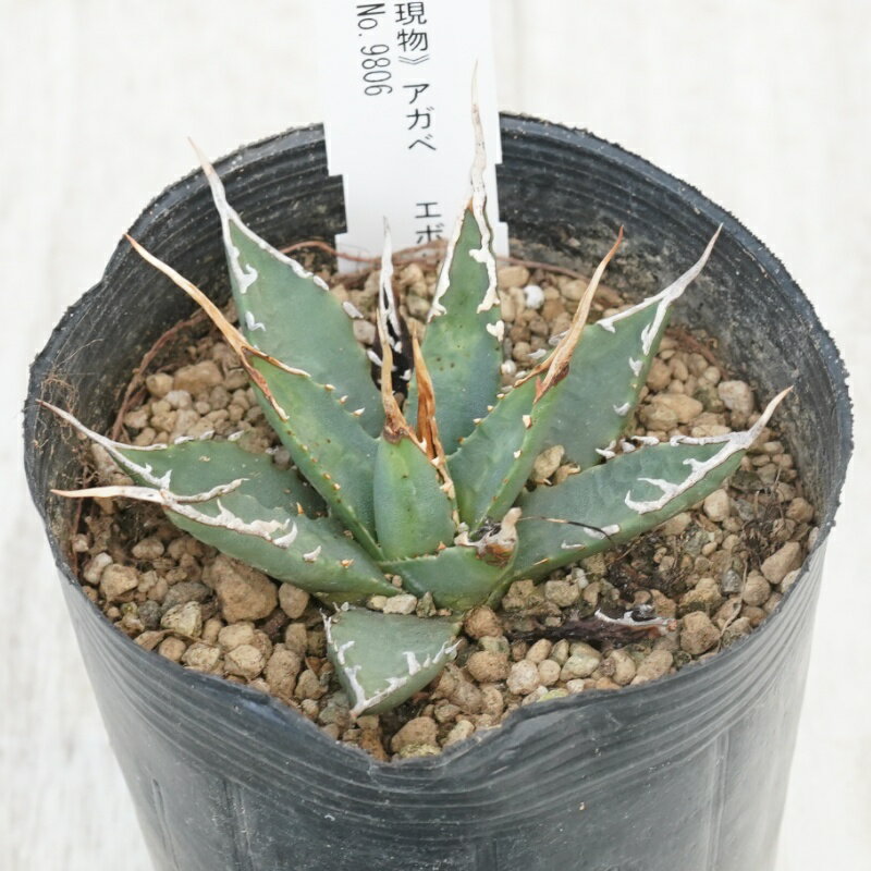 《現物》アガベ 　エボリスピナ　陽炎　アイボリースパイン　特選株　No.9806　3号
