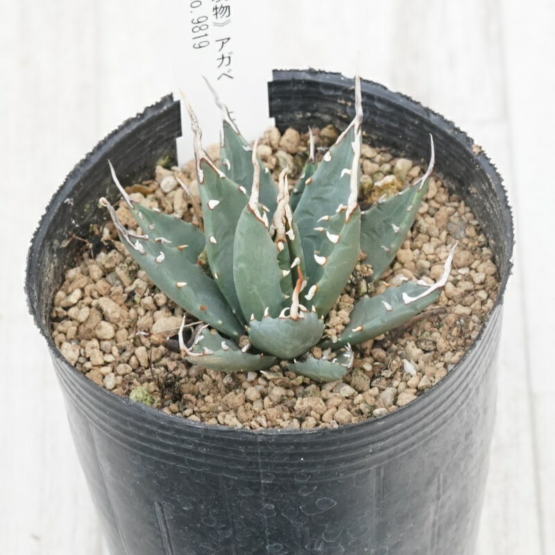 《現物》アガベ 　エボリスピナ　コンパクト　陽炎　ホワイトスパイン　特選株　No.9819　3号