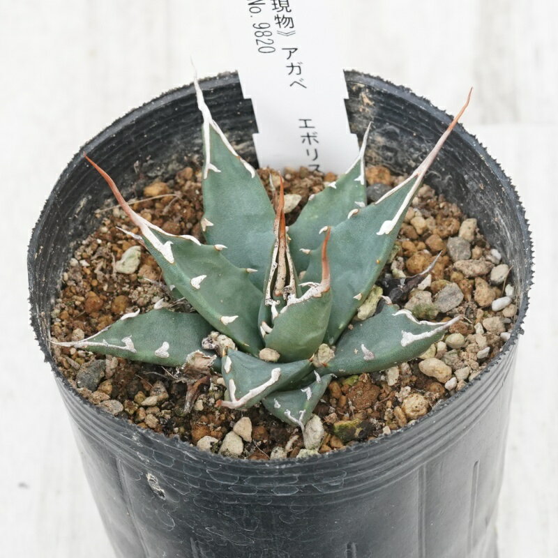 《現物》アガベ 　エボリスピナ　コンパクト　ブラウン＆ホワイトスパイン　特選株　No.9820　3号
