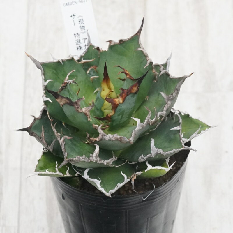 《現物》アガベ 　チタノタ　シーザー　特選株　No.9831　3号