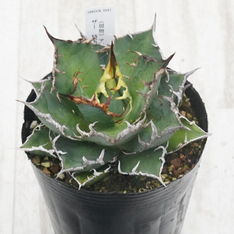 《現物》アガベ 　チタノタ　シーザー　特選株　No.9843　4号