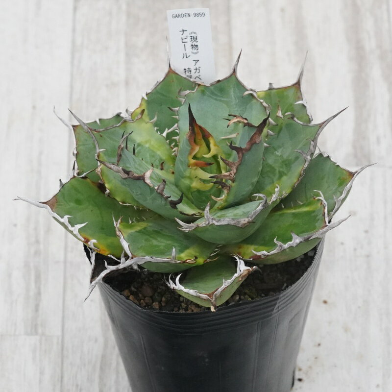 《現物》アガベ 　チタノタ　バナナピール　特選株　No.9859　4号