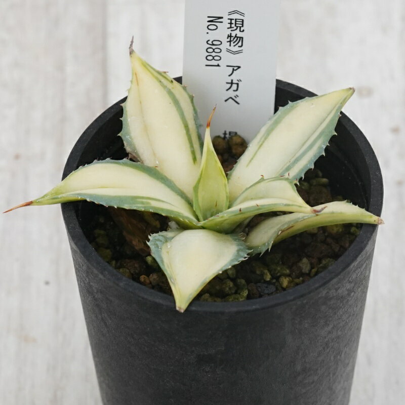 《現物》アガベ 　楊貴妃　特選株　No.9881　2.5号