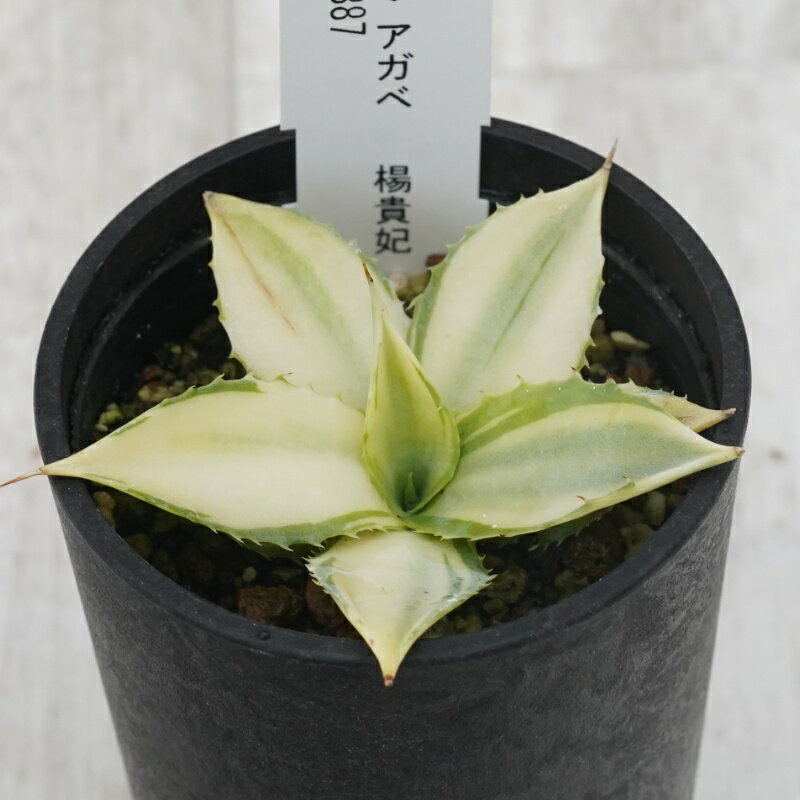 《現物》アガベ 　楊貴妃　特選株　No.9887　2.5号