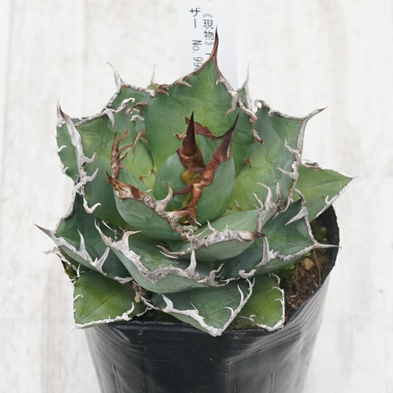《現物》アガベ 　チタノタ　シーザー　特選株　No.9909　3号