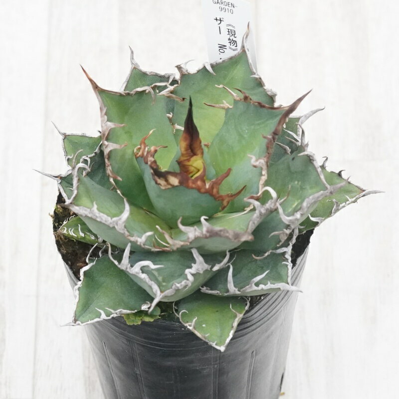 《現物》アガベ 　チタノタ　シーザー　特選株　No.9910　3号