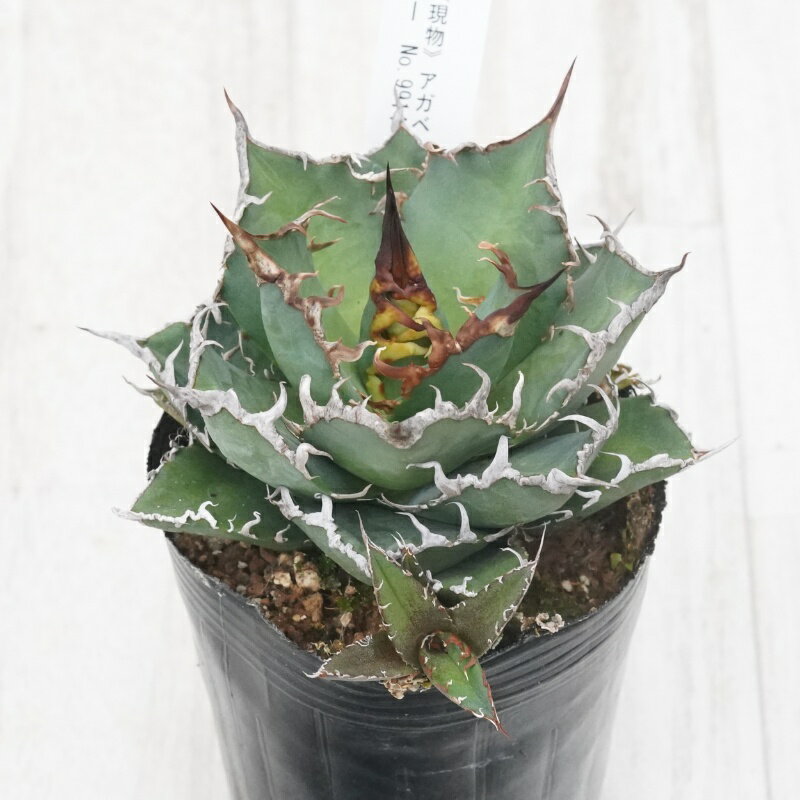 《現物》アガベ 　チタノタ　シーザー　子株付き　特選株　No.9914　3号