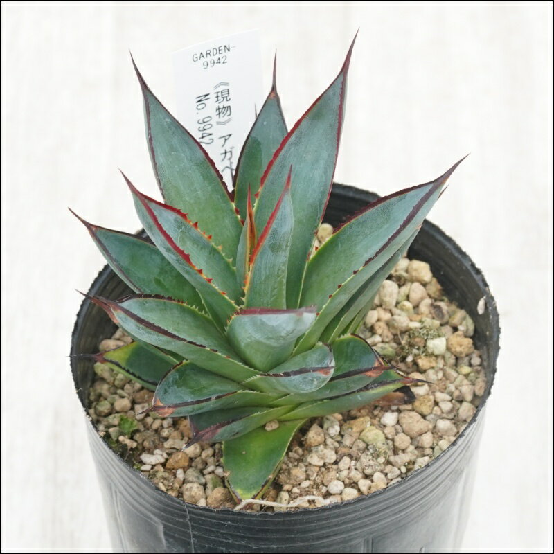 《現物》アガベ 　ブルーグロー　特選株　No.9942　3号