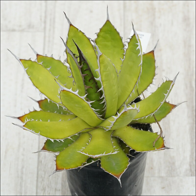 《現物》アガベ 　ホリダ　アンティーク　陽炎　ホワイトスパイン　特選株　No.9945　3号