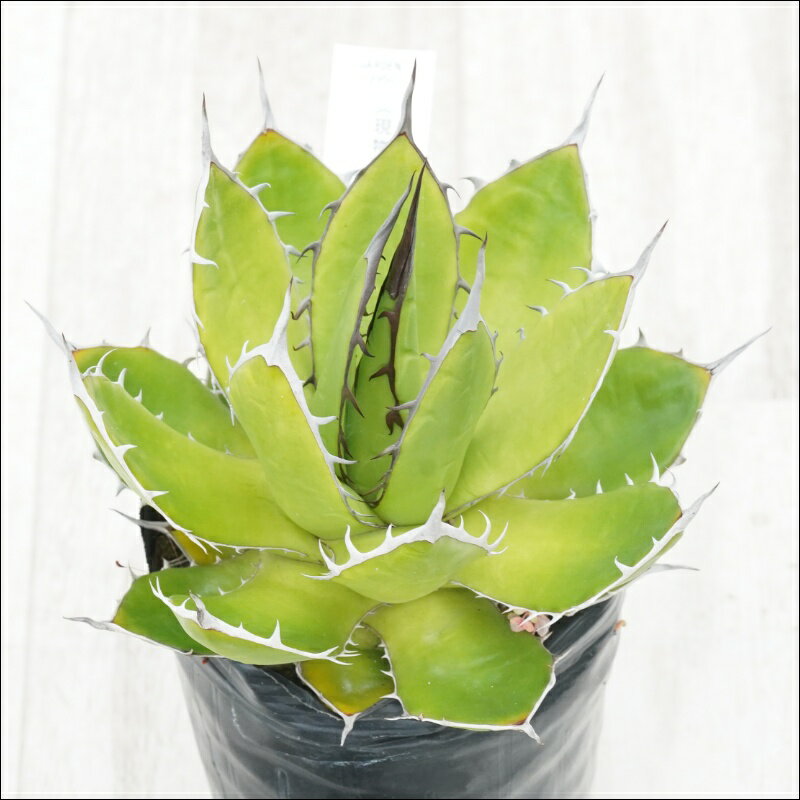 《現物》アガベ 　ホリダ　陽炎　ブラウン＆ホワイトスパイン　特選株　No.9950　3号