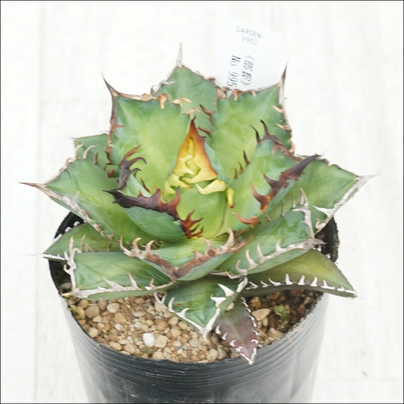 《現物》アガベ 　チタノタ　赤猫　”裏猫”　特選株　No.9953　3号