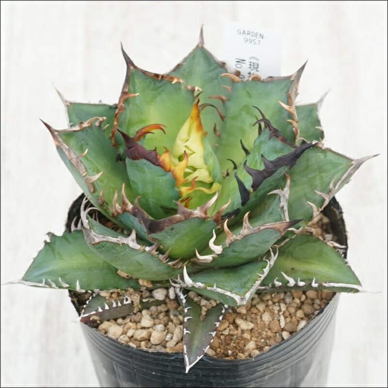 《現物》アガベ 　チタノタ　赤猫　”裏猫”　特選株　No.9957　3号