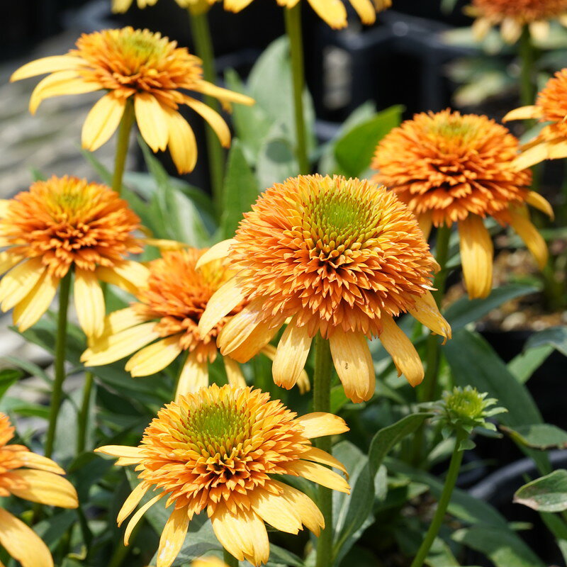 エキナセア「ライムズ・ウィズ・オレンジ」 Echinacea p. 'Rhymes with Orange' 明るいオレンジ色の花を咲かせる ポンポン八重咲き品種。 最大草丈：60cm 12cmロングポット植え 【耐寒性】強 【日照】日向　 【水やり】普通　 【キク科】　 【花期】5-10月　 ※栽培環境により花色・葉色は多少変化することがあります