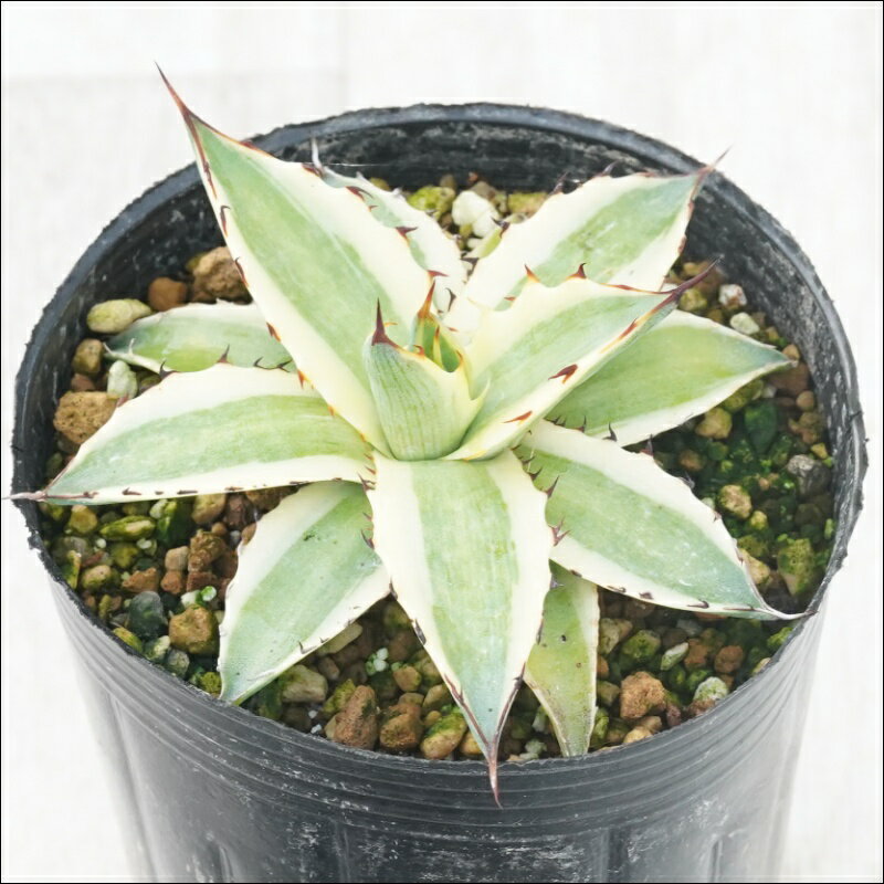アガベ「フロストバイト」　3号ロングポット