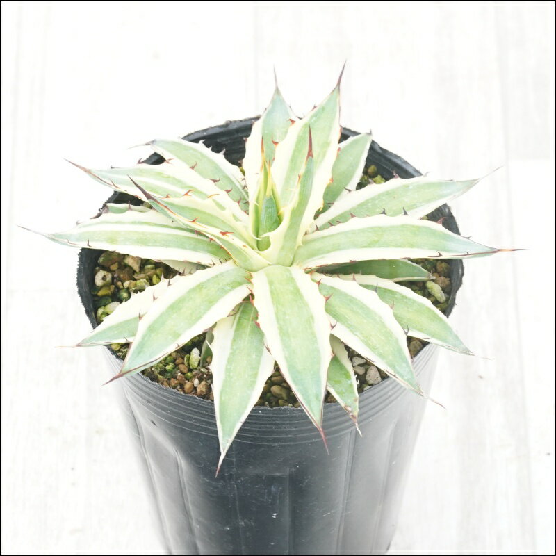 アガベ「フロストバイト」　4号ロングポット