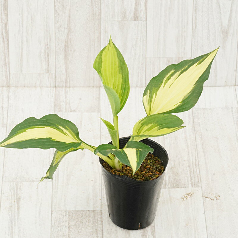 【仮植え苗】ホスタ「クリスマス・キャンディ」　5号(15cm)ポット植えのサムネイル