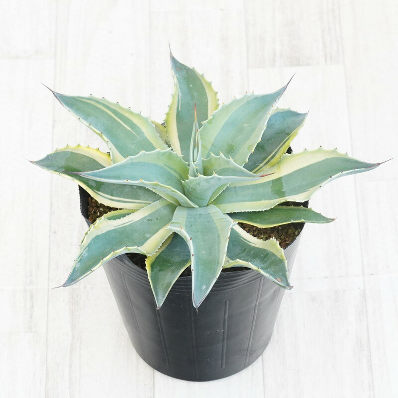 アガベ・オバティフォリア「オルカ」6号ロングポット