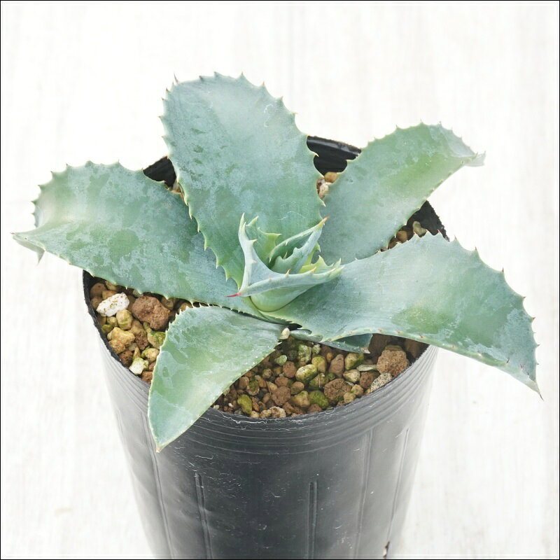アガベ「ミスター・リップル」　3号ロングポット