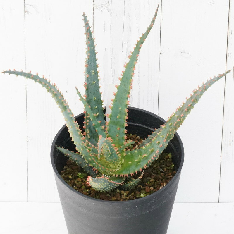 F00012_Aloe Hybrid：アロエ・ハイブリッド | レアプランツ通販
