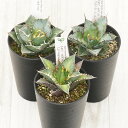 アガベ チタノタ銘品3種セット(白鯨・赤猫・ブラック&ブルー)3.5号鉢