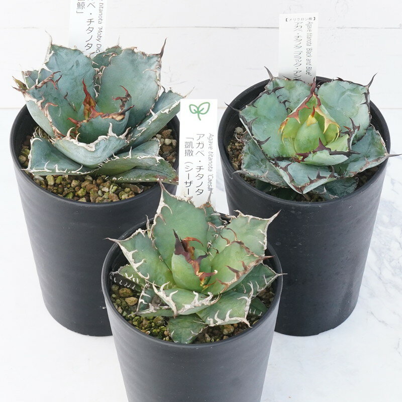 【メーカー直売】の商品をすべて 楽天市場】アガベ チタノタ銘品3種セット（白鯨・シーザー アガベ