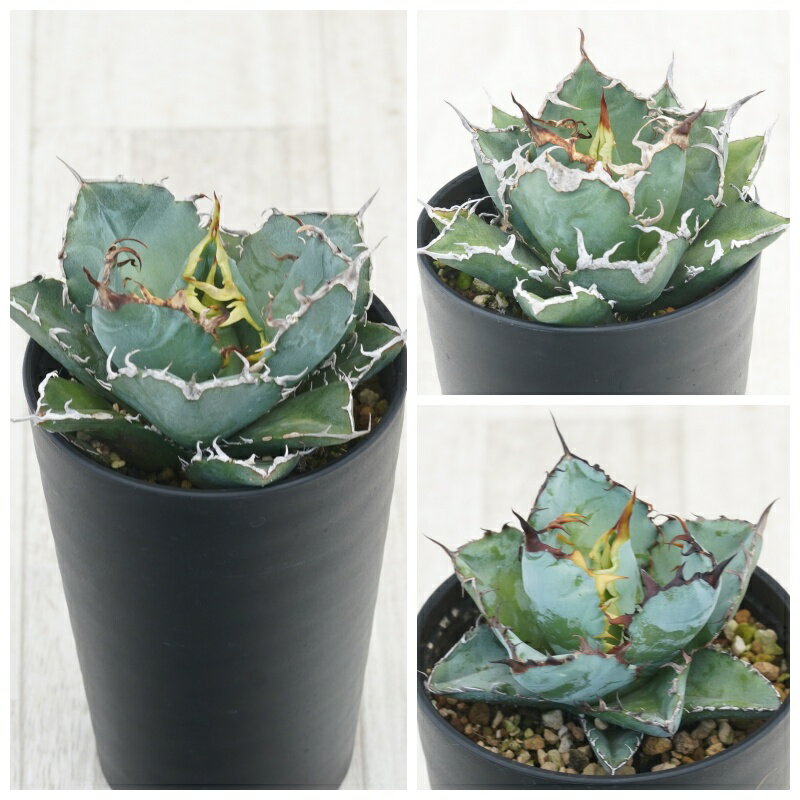 ٥Υ3糧åȡߡ֥å֥롼3.5ȭ