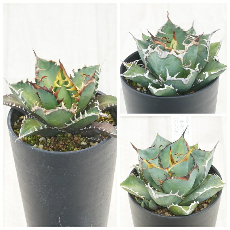 アガベ　チタノタ銘品3種セット（赤猫・シーザー・パンダ）3.5号鉢