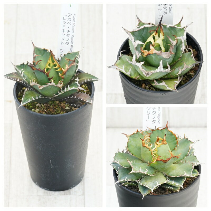 Other Aquatic Plants - アガベ　チタノタ銘品3種セット（赤猫・シーザー・フィリグリー）3.5号鉢